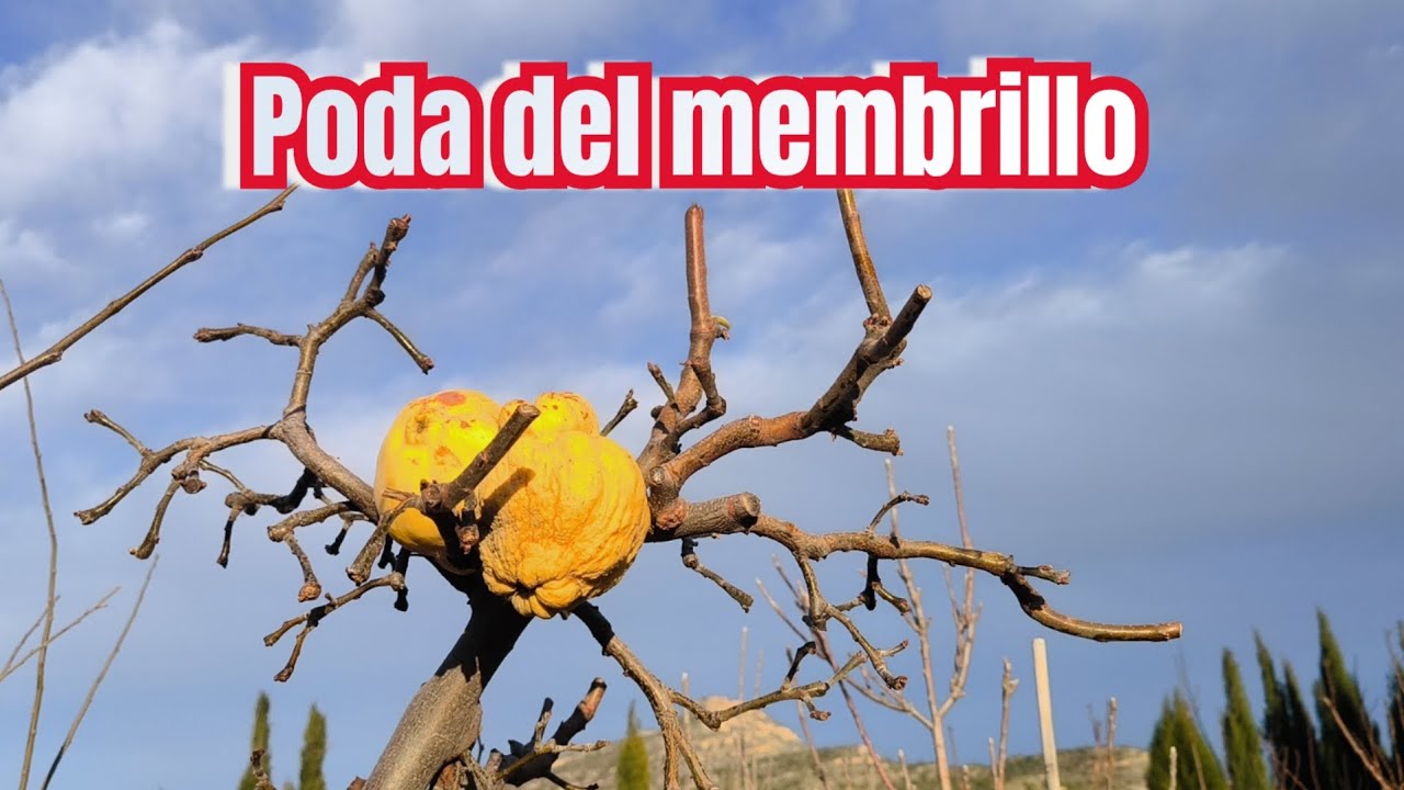 Poda del Membrillo 