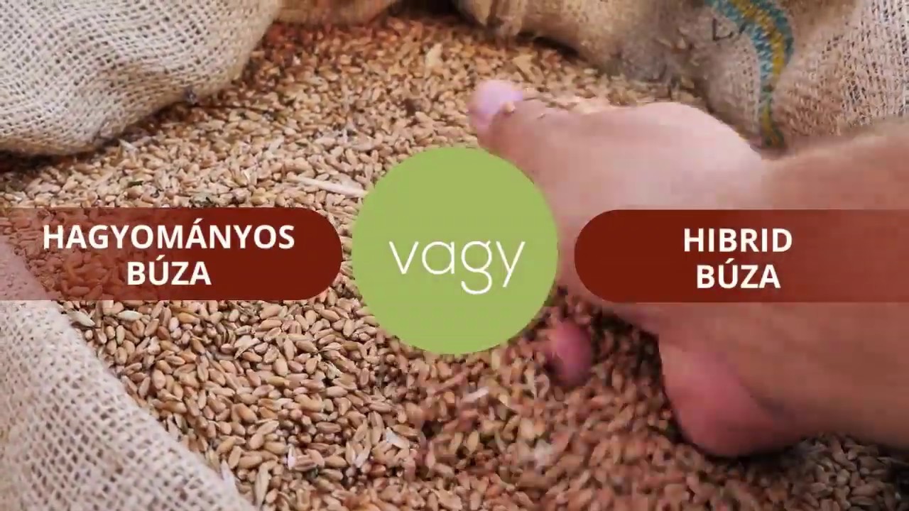 Hagyományos vagy hibrid búza? Melyik a legjobb búza vetőmag?
