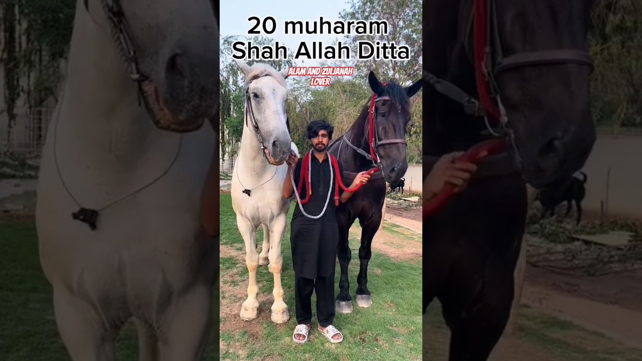 Zuljanah Haideri Badshah Zuljanah Tajali Badshah #zuljanahvideos