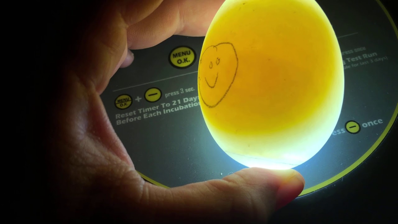 Candling duck eggs first 10 days using kebonnixs incubator