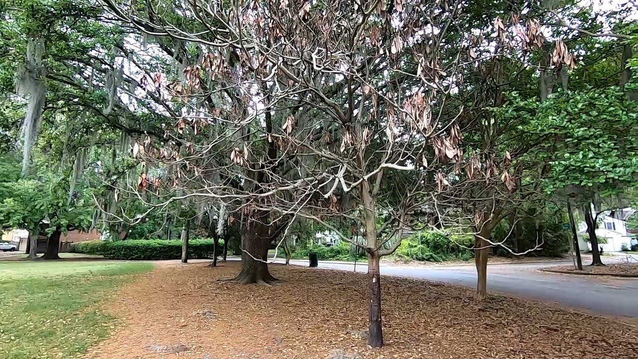 Tree Forensics - Dead Loquat (Eriobotrya japonica)