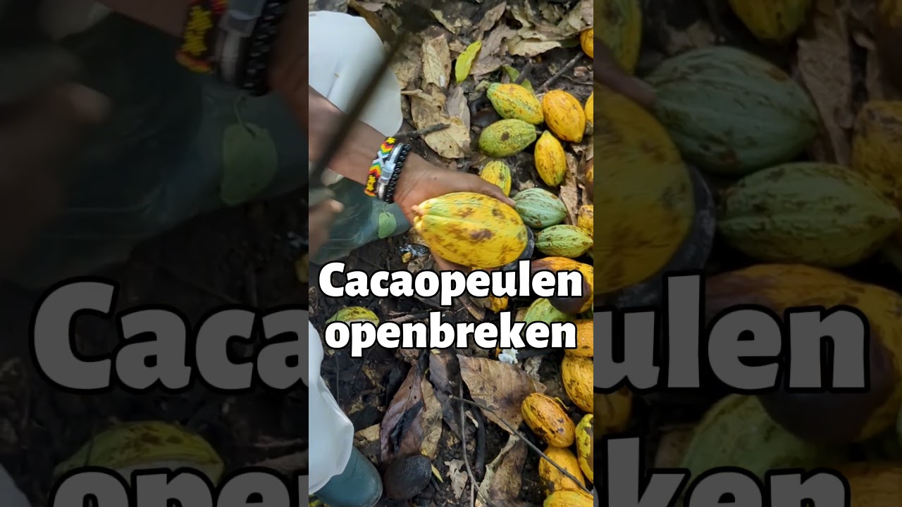Hoe wordt cacao gemaakt?🍫 - Felix uit Ghana laat het je zien!