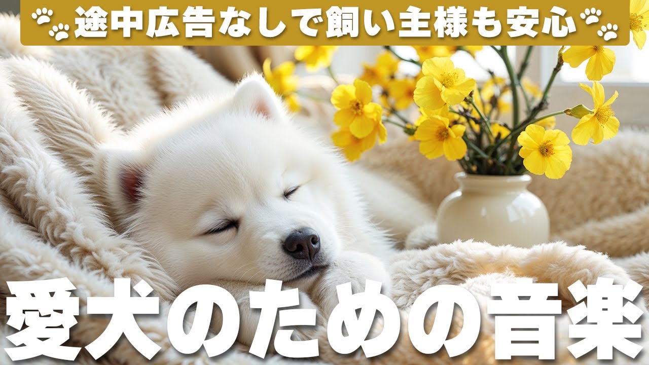 犬が落ち着く音楽 (12時間広告なし) 🐶 犬が好きな音楽 | 夜泣き防止 / vol.801