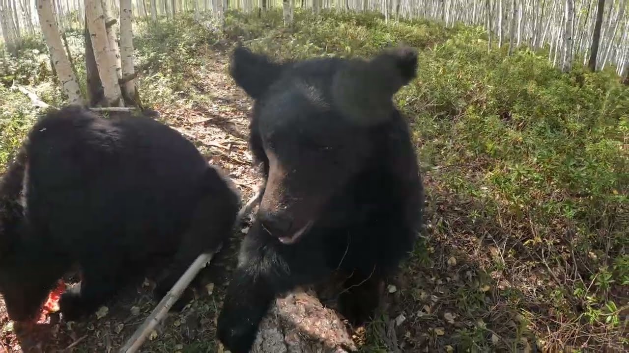 Дуся опять проявила смекалку. Медведь.