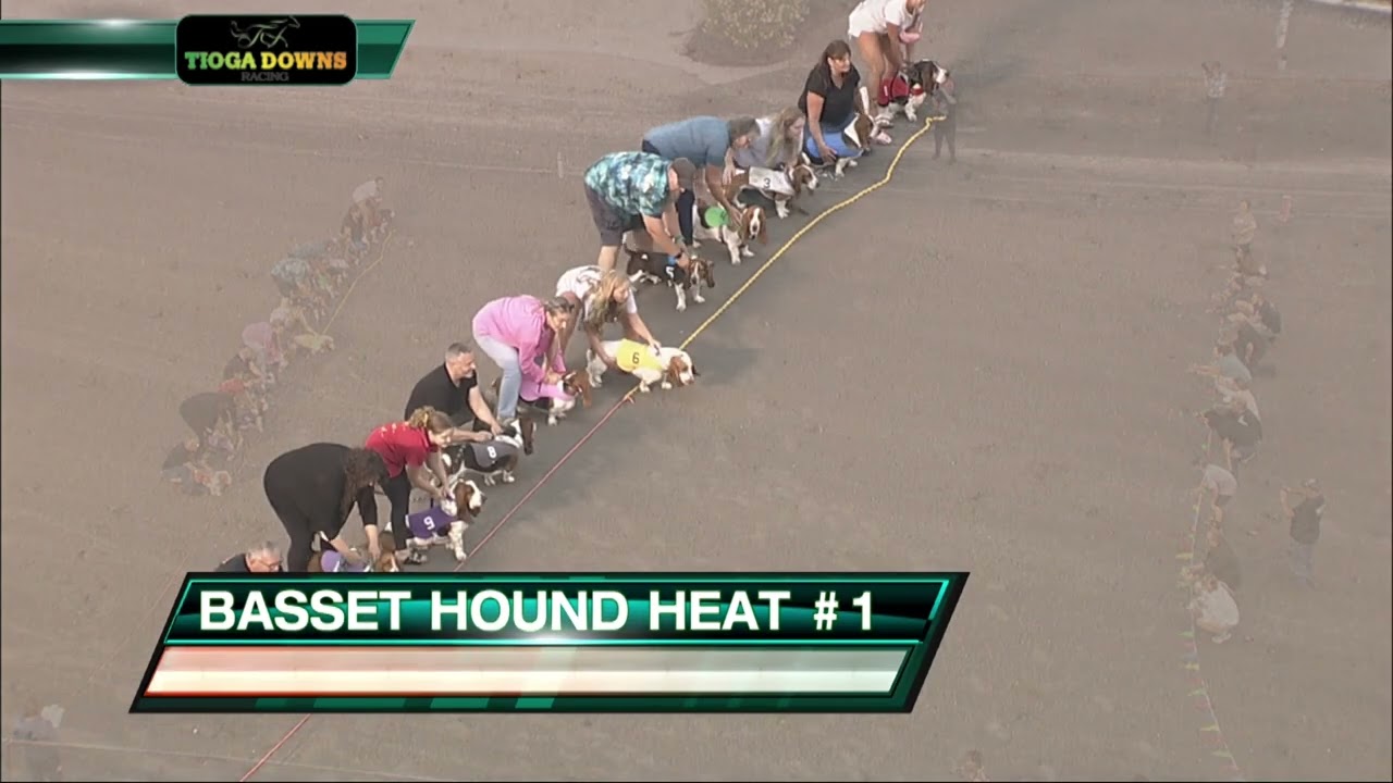 2024 Basset Hound Races: Heat 1