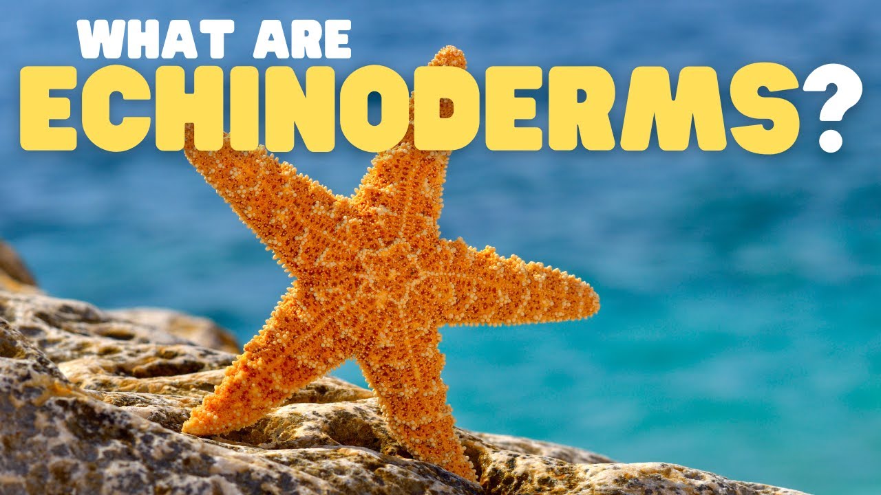 What Are Echinoderms? | Learn all about the phylum of starfish, sea urchins, and sea cucumbers!