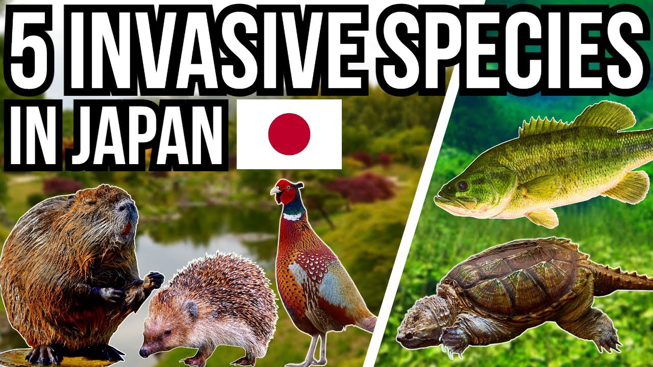5 Problem Invasive Species In Japan