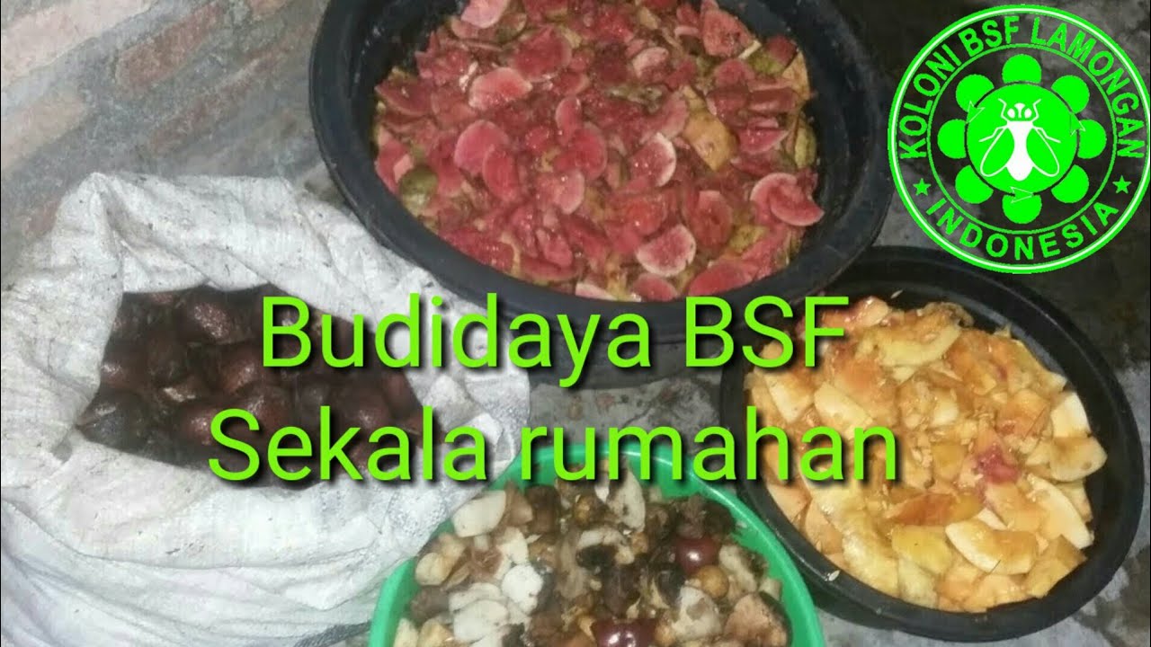 02.budidaya BSF skala rumahan.