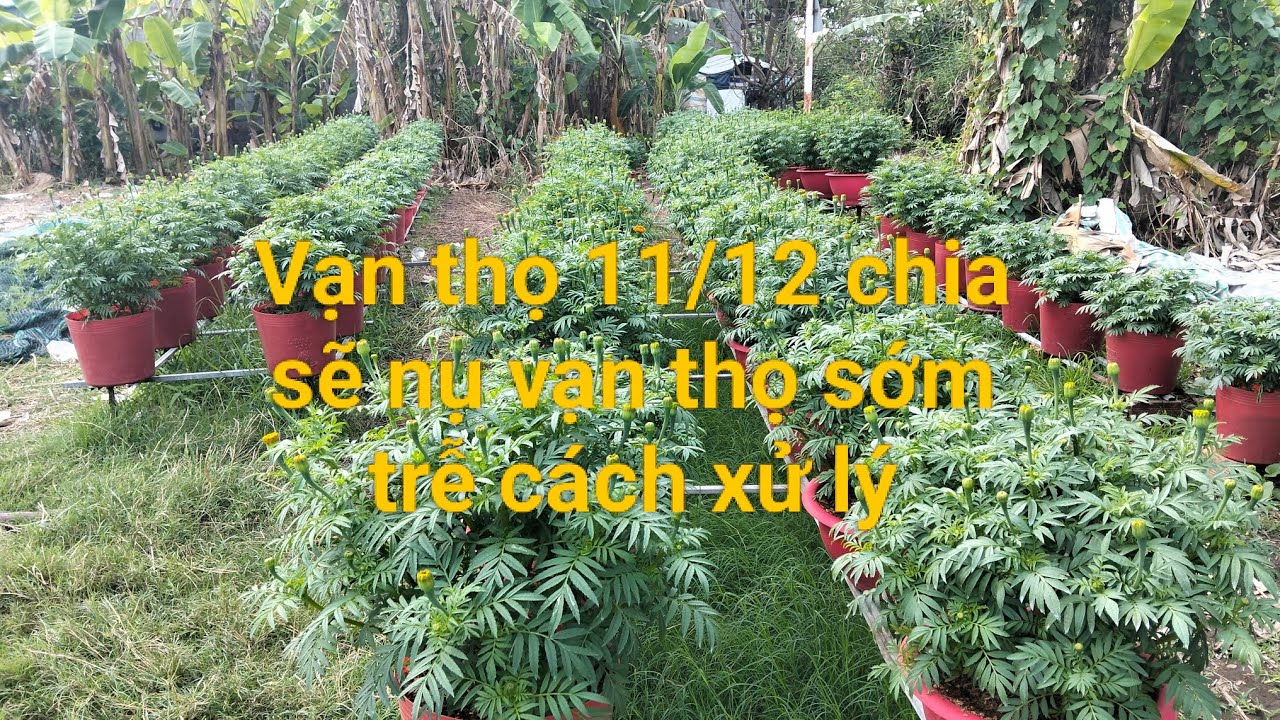 Vạn thọ 11/12 chia sẽ xử lý nụ vạn thọ sớm trễ