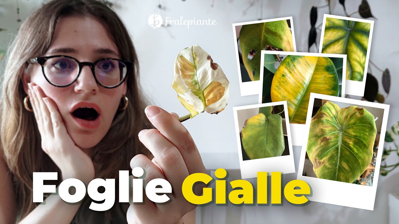 Perché le piante fanno FOGLIE GIALLE e come RIMEDIARE | analizzo le VOSTRE FOTO!