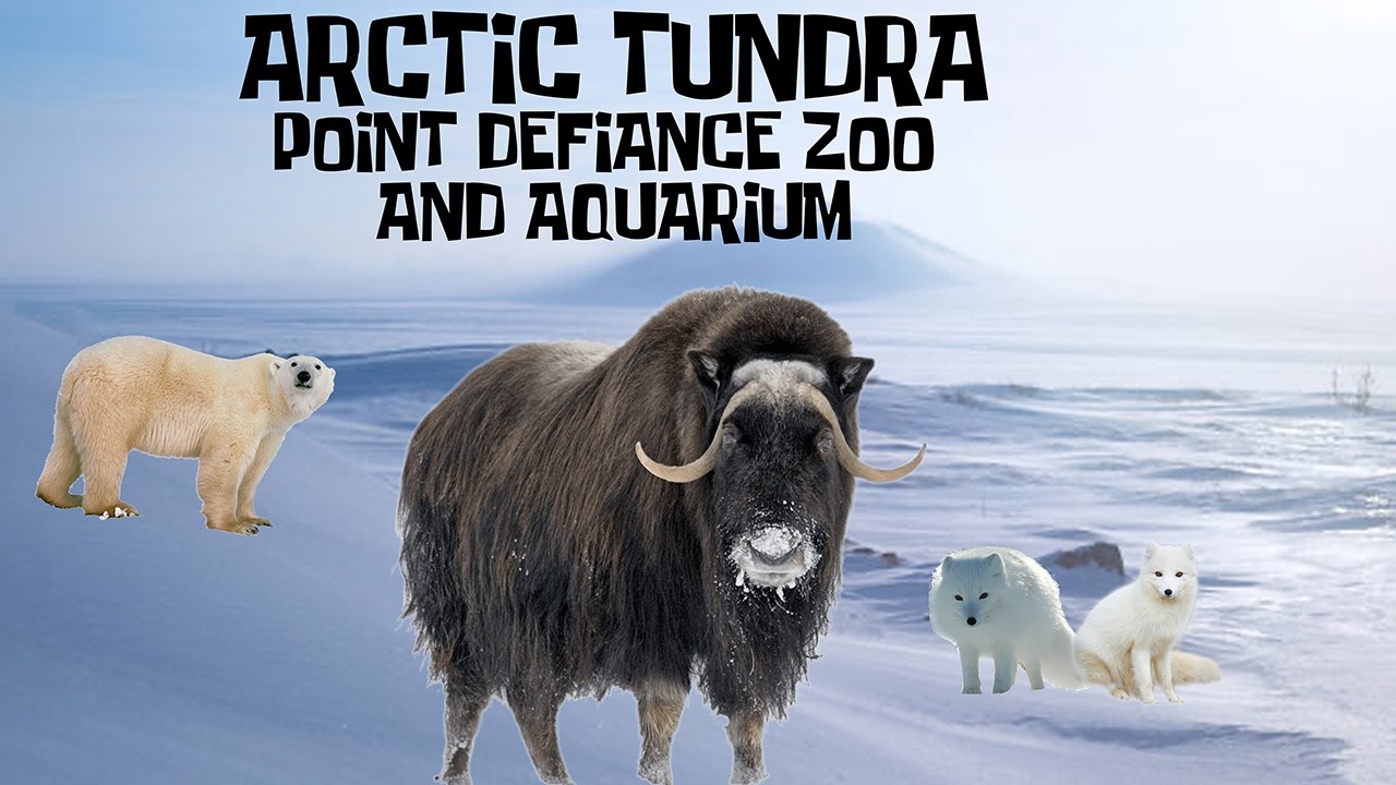 Uncaged Zoo Tours: Arctic Tundra at the Point Defiance Zoo and Aquarium ft. Musk Ox #subscribe
