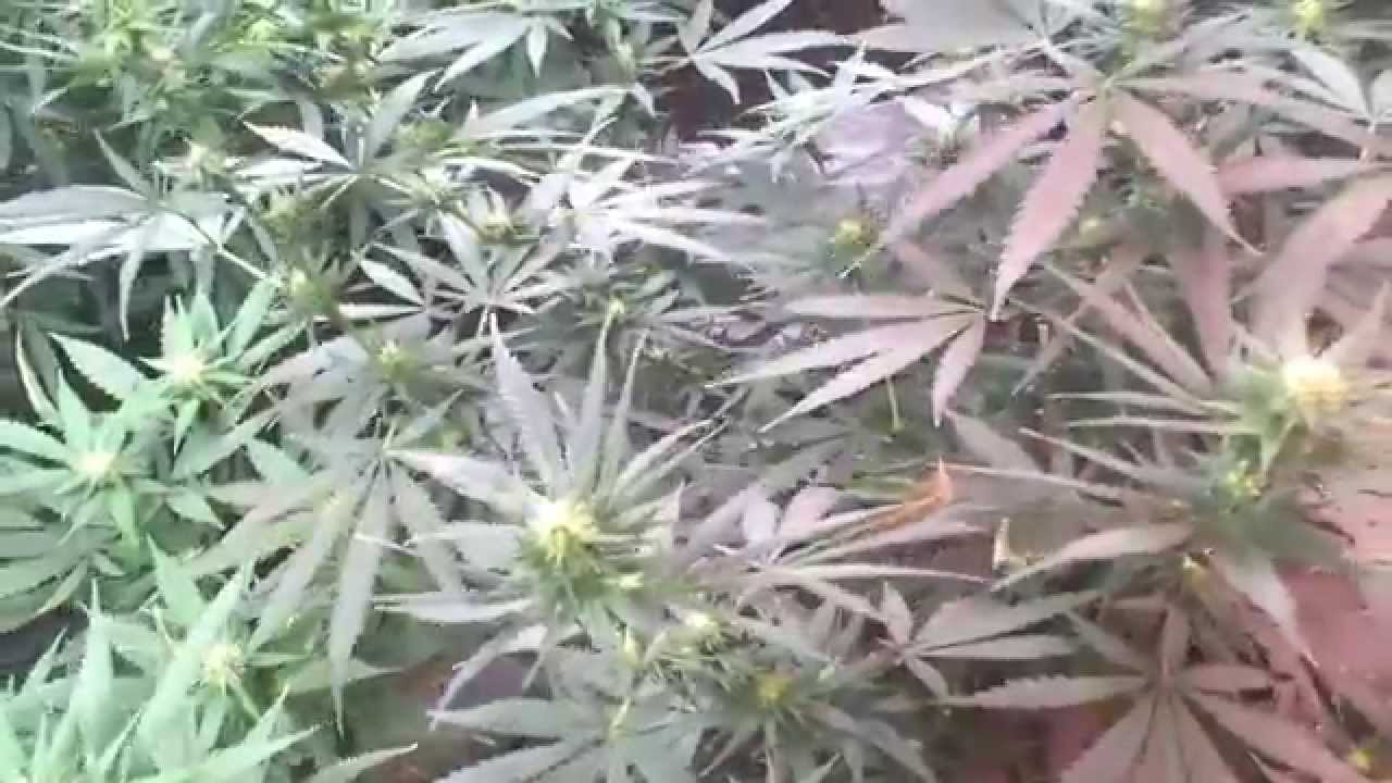 Hyroot's Garden Day 20