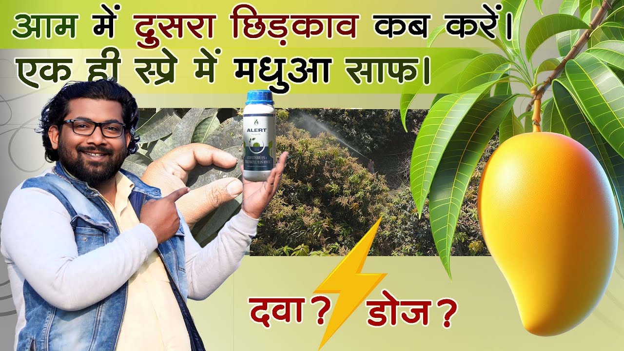 आम में दूसरा छिड़काव कब और कैसे करें? | Second Spray in Mango Farming for Best Results | 2nd Spray