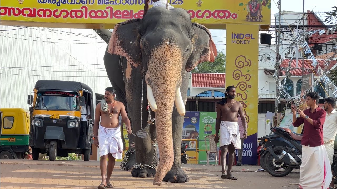 വരുന്ന വഴിയിൽ മരം വലിച്ചു താഴെ ഇട്ട് ആന Thiruvanilkav Rajagopalan Kerala Elphant