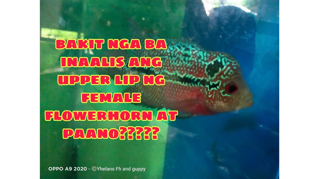 bakit nga ba inaalis ang upper lip ng female flowerhorn at paano?????