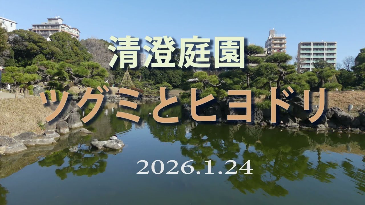 清澄庭園、ツグミとヒヨドリ