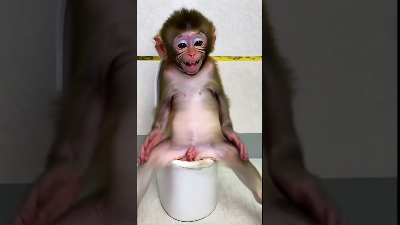 Baby monkey smiles and it belly bloated big and break the toilet