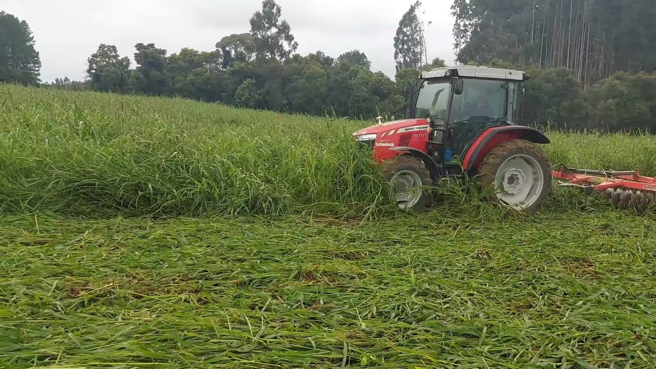 MASSEY FERGUSON 4707 NEM FAZ FORÇA VIRANDO MILHETO