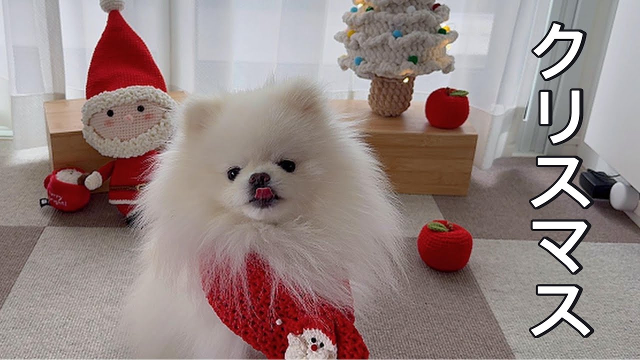 白ポメと過ごす、幸せなクリスマス