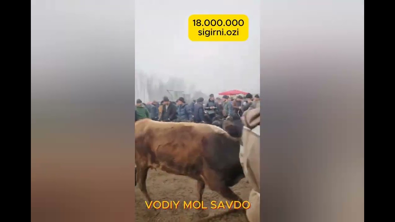 3 - Февраль Холдомбек Чорва Бозоридан Реал Нархлар 🔥 @VodiyMoLSavdo учун Махсус 👌📽️