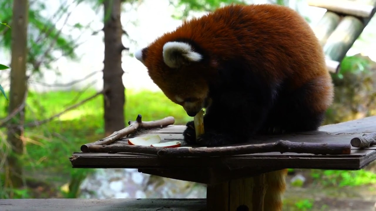 レッサーパンダのお食事タイムとガイド　アヤメさんとマリンさん　いしかわ動物園　2023.10.12