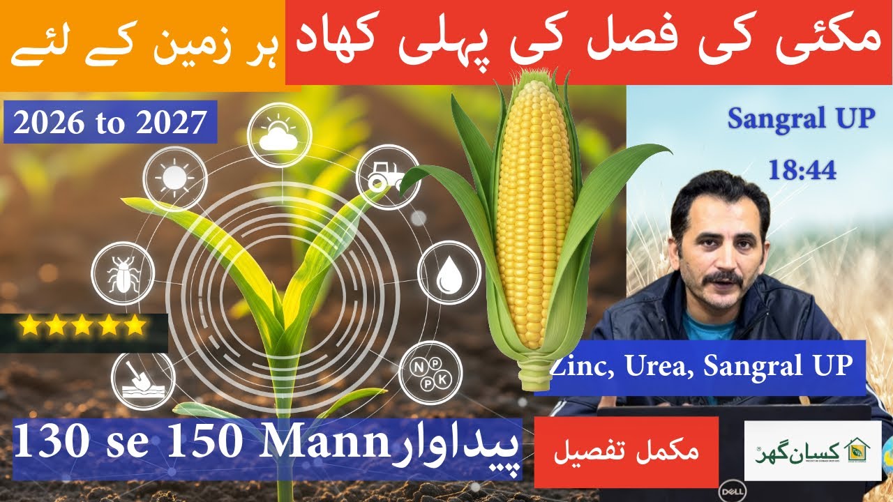 Sangral UP Altiga and basfoliar to be used in maize crop for maximum yield | Kissan Ghar
