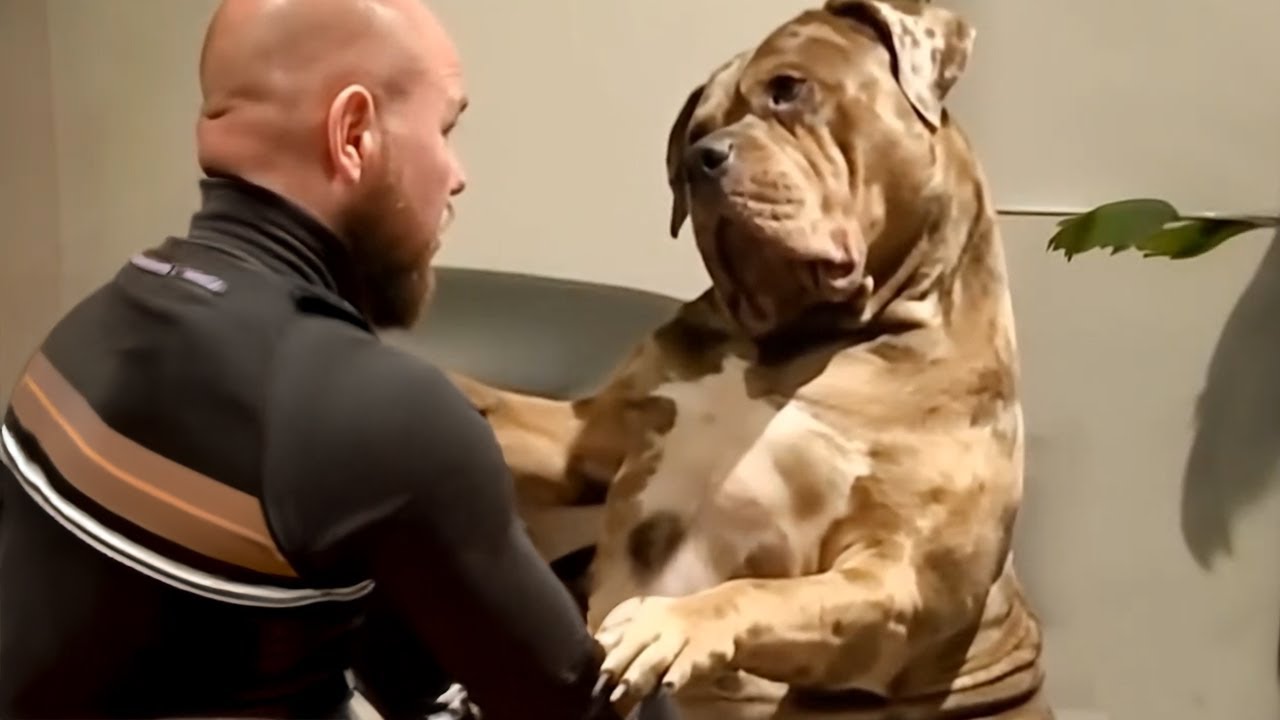 100 Pound Dog Still Thinks He’s a Baby! 😂🐶 Funny Dog Videos 2025