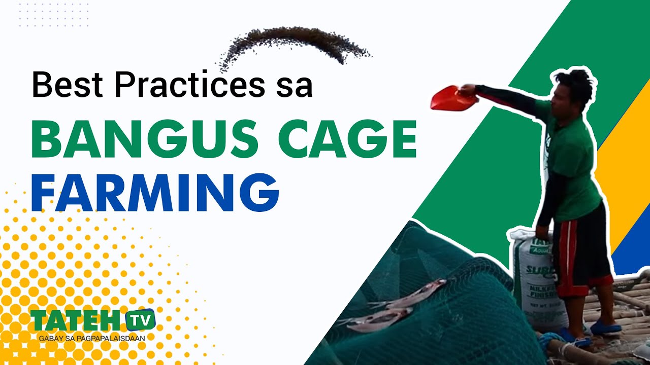 Best Practices sa Bangus Cage Farming | EP 130