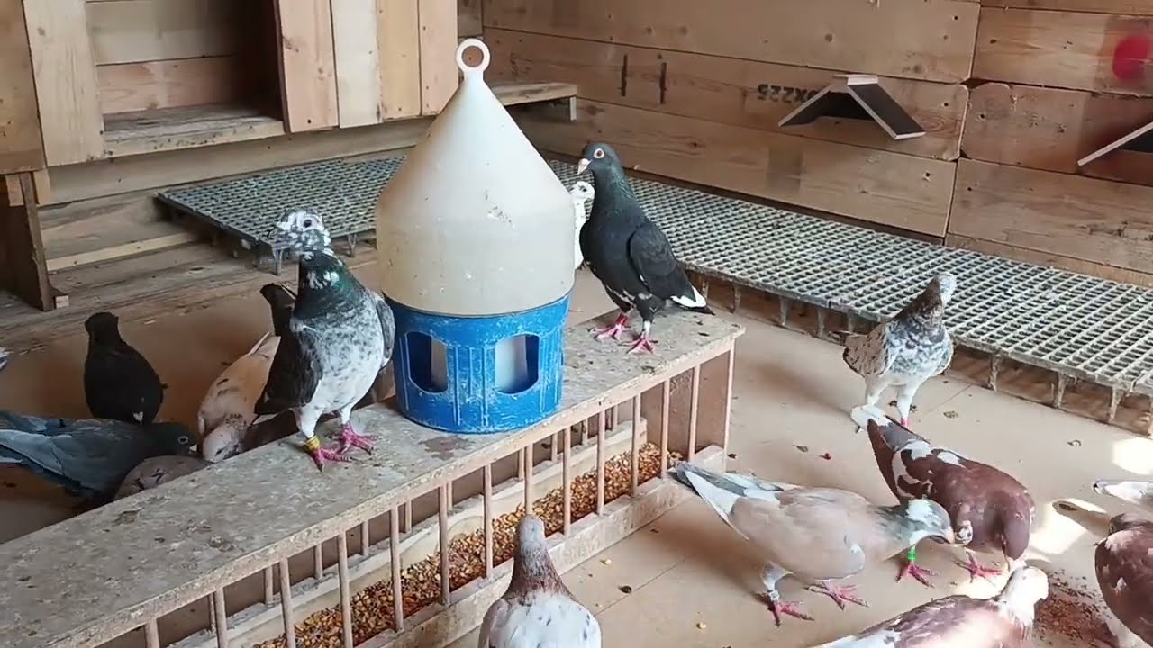 Pigeon rar color New loft!!!