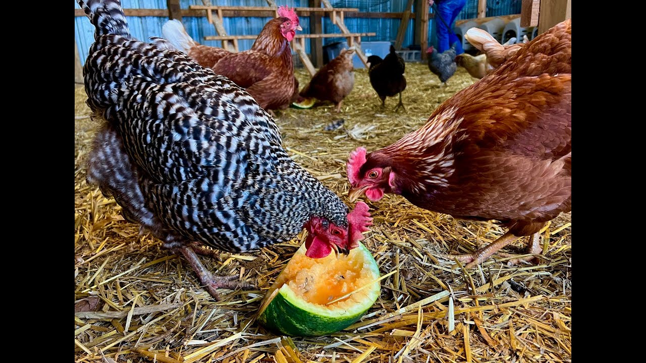 Gardening To Help Feed Your Chickens