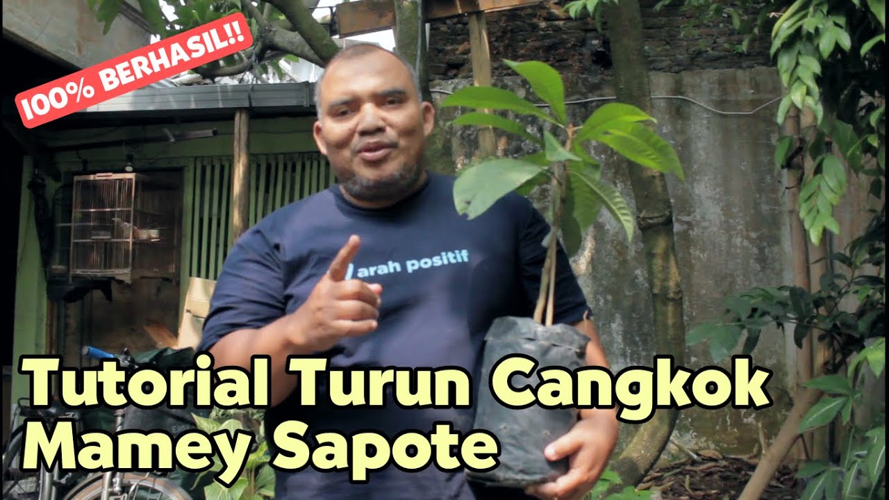EKSLUSIF... Tahapan tutorial turun cangkok Mamey Sapote 100% berhasil pohon hidup!!