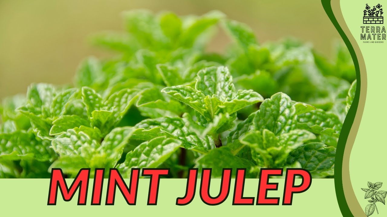 MINT JULEP Information, Description & More! (Mentha spicata 'Mint Julep')