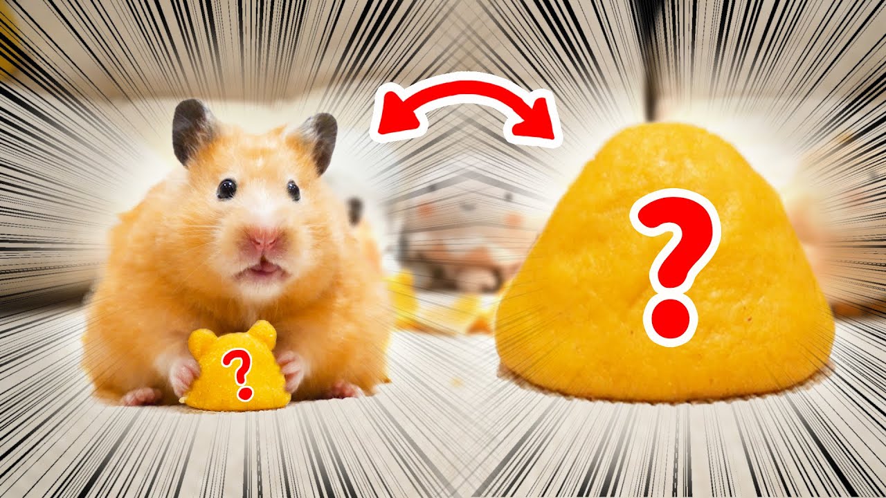 I Made Something Special for Hamsters BUT...