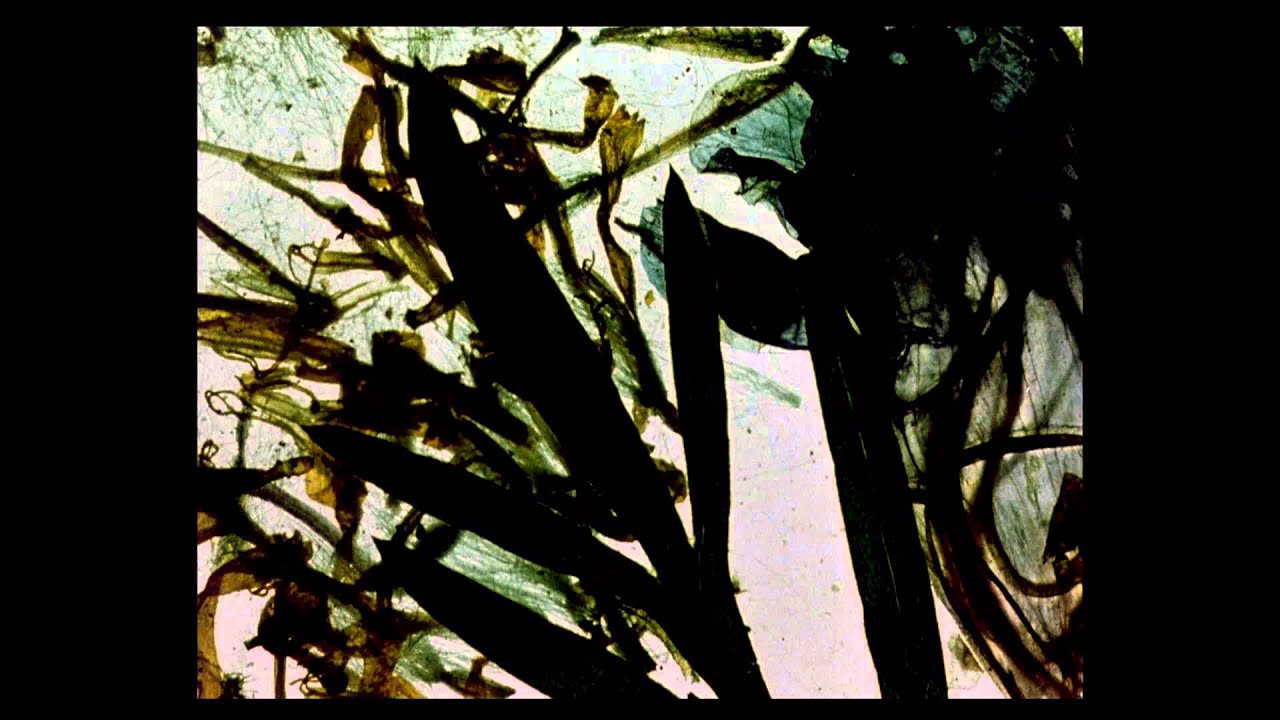 The Garden of Earthly Delights