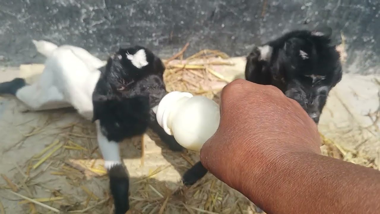 মাশাল্লাহ খামার এখন ভরপুর