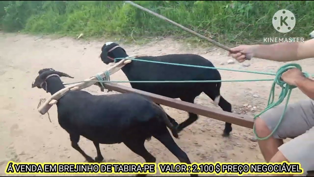 Carneiro de Carro a venda contato (87) 9 9909-3551