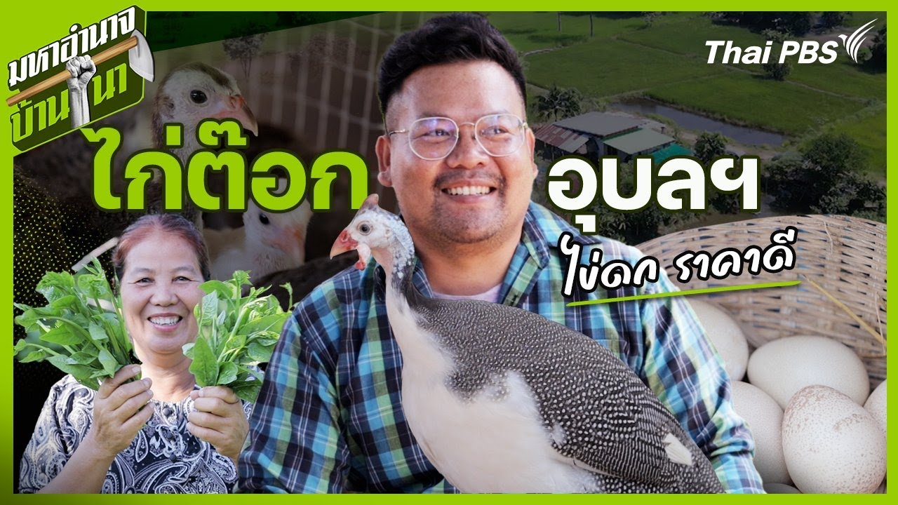 ไก่ต๊อกอุบลฯ ไข่ดก ราคาดี | มหาอำนาจบ้านนา