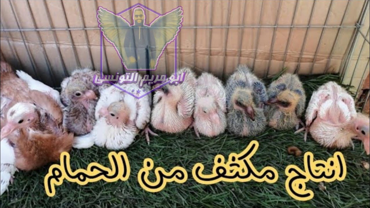 لو عندك جوز حمام غالي هاخليك تاخد منه زغلولين كل 10 ايام
