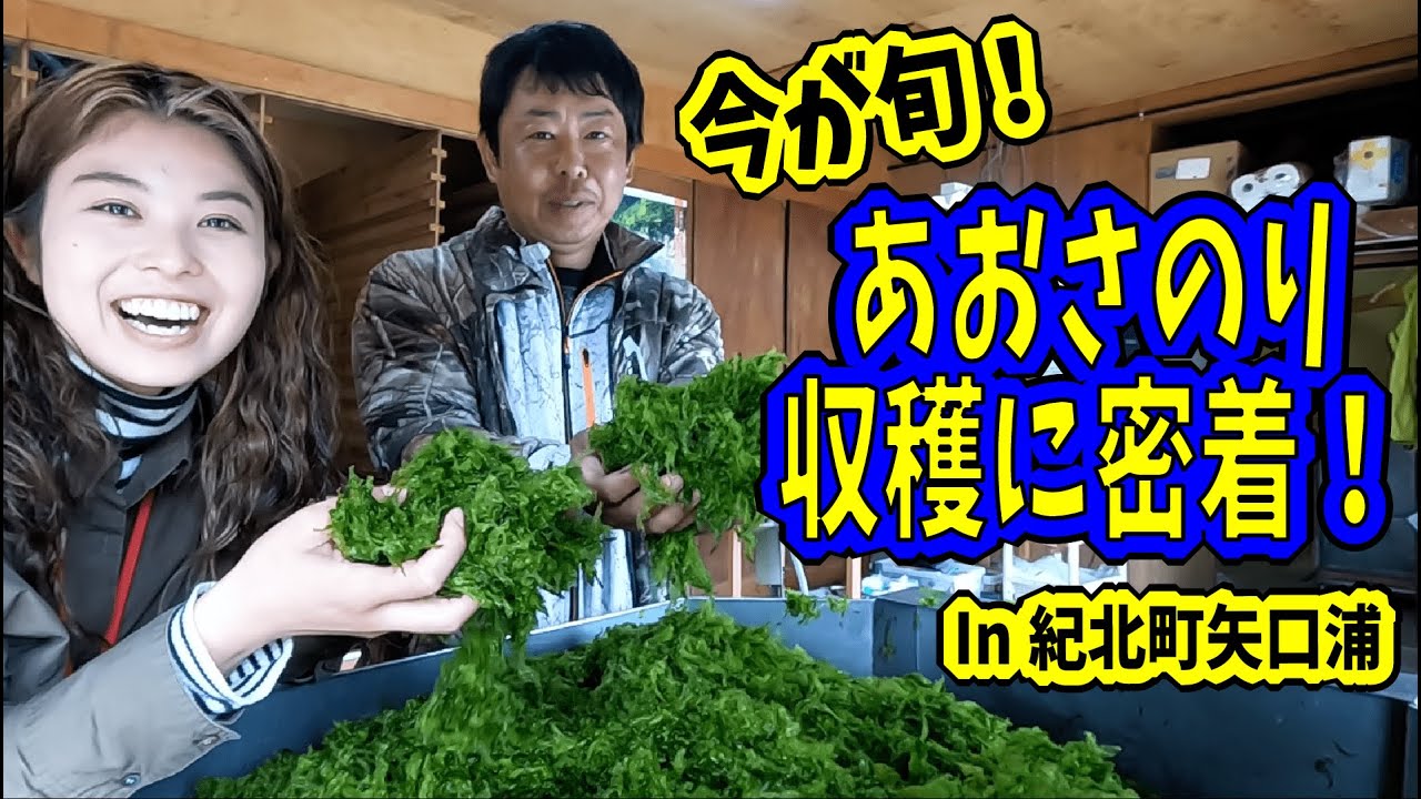 【あおさのり漁師】あおさのりの収穫に密着してみたら、意外な収穫方法でした