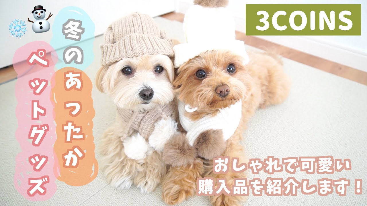 【3COINS】冬のあったかペットグッズが可愛すぎる⛄️おしゃれ防寒グッズ🧣正直レビュー購入品紹介🐶【犬服 犬グッズ】