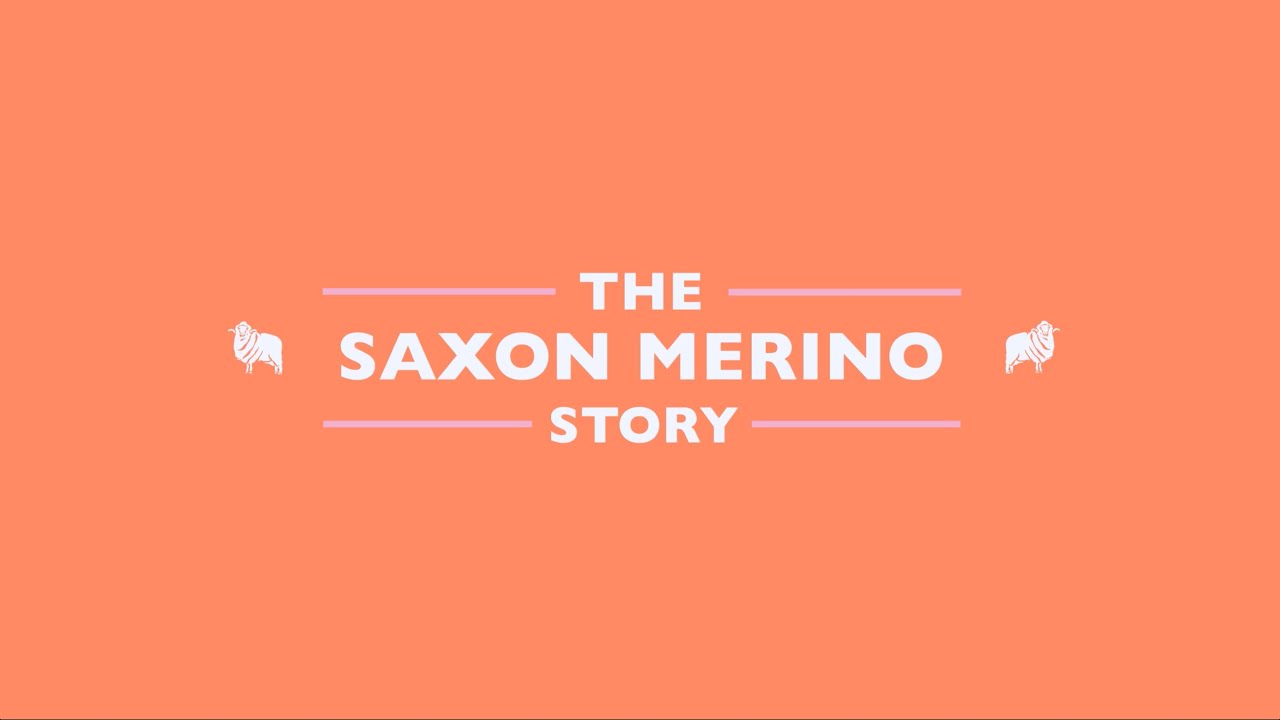 The Saxon Merino story