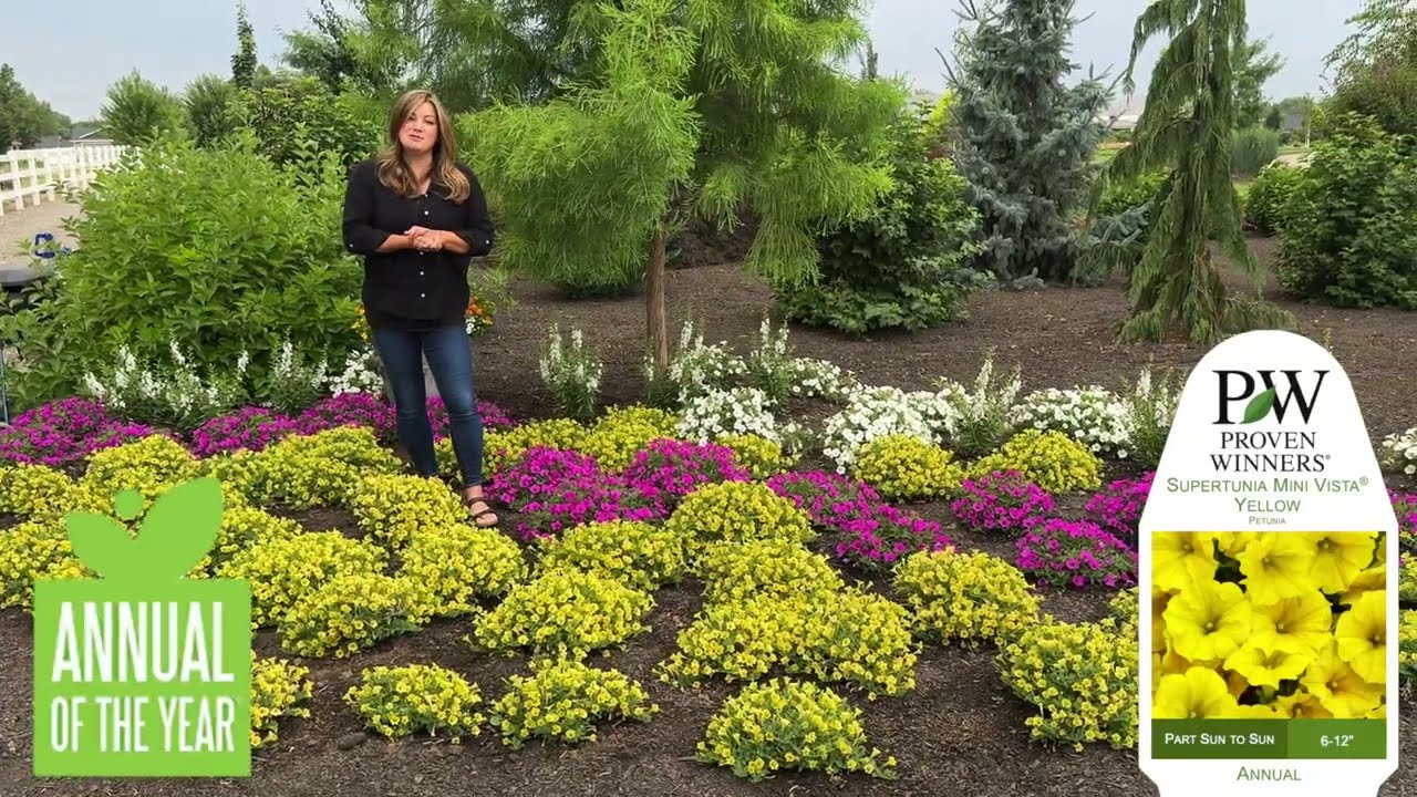 Supertunia&reg; Mini Vista Yellow | Proven Winners&reg; Vibrant Hanging Basket & Landscape Petunia