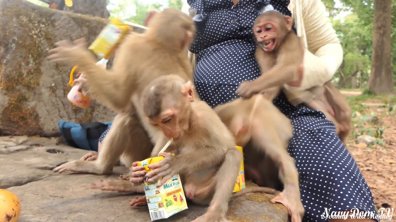 Royston & Jordan Can Enjoy Feeding milk from KT in short time Cause Baloo come in to warning Behind!