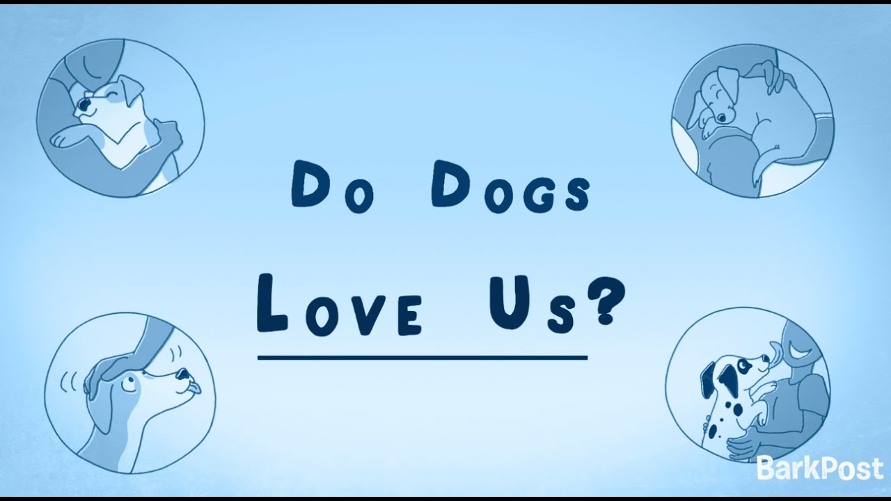 Do Dogs Love Their Owners? | INSIDE A DOG'S BRAIN