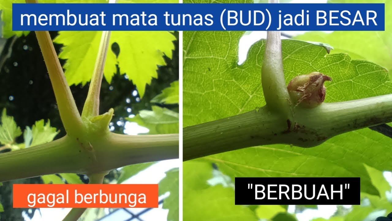 cara membuahkan anggur dengan mudah - membentuk cabang tersier dan bud mata tunas agar membawa bunga