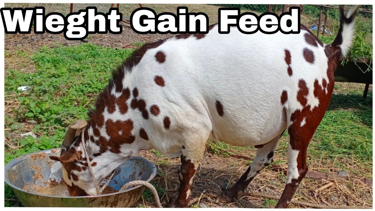 How can I make my goat gain weight fast? | कम समय में करें अपने बकरे को तैयार |