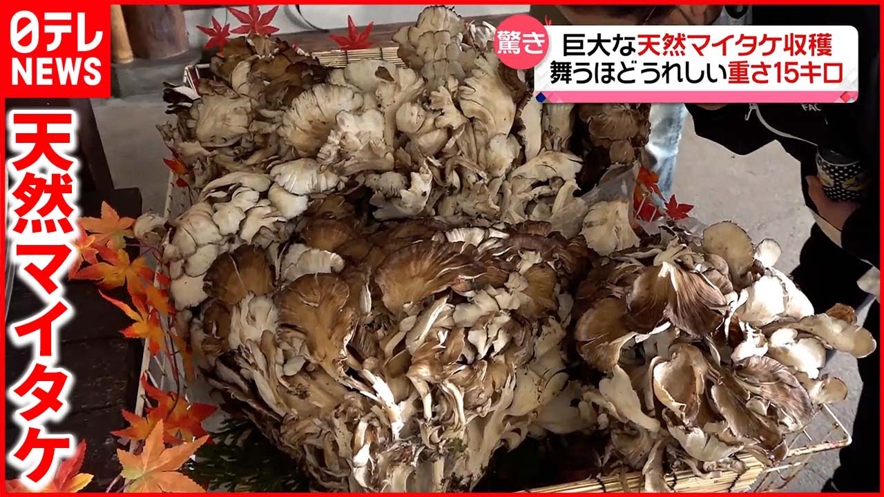 【重さ15キロ！】巨大な「天然マイタケ」収穫  民宿の&ldquo;特別メニュー&rdquo;に