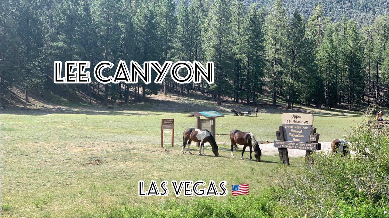 Mountain vlog 2: Lee canyon 🇺🇸 Las Vegas 🏔🐿