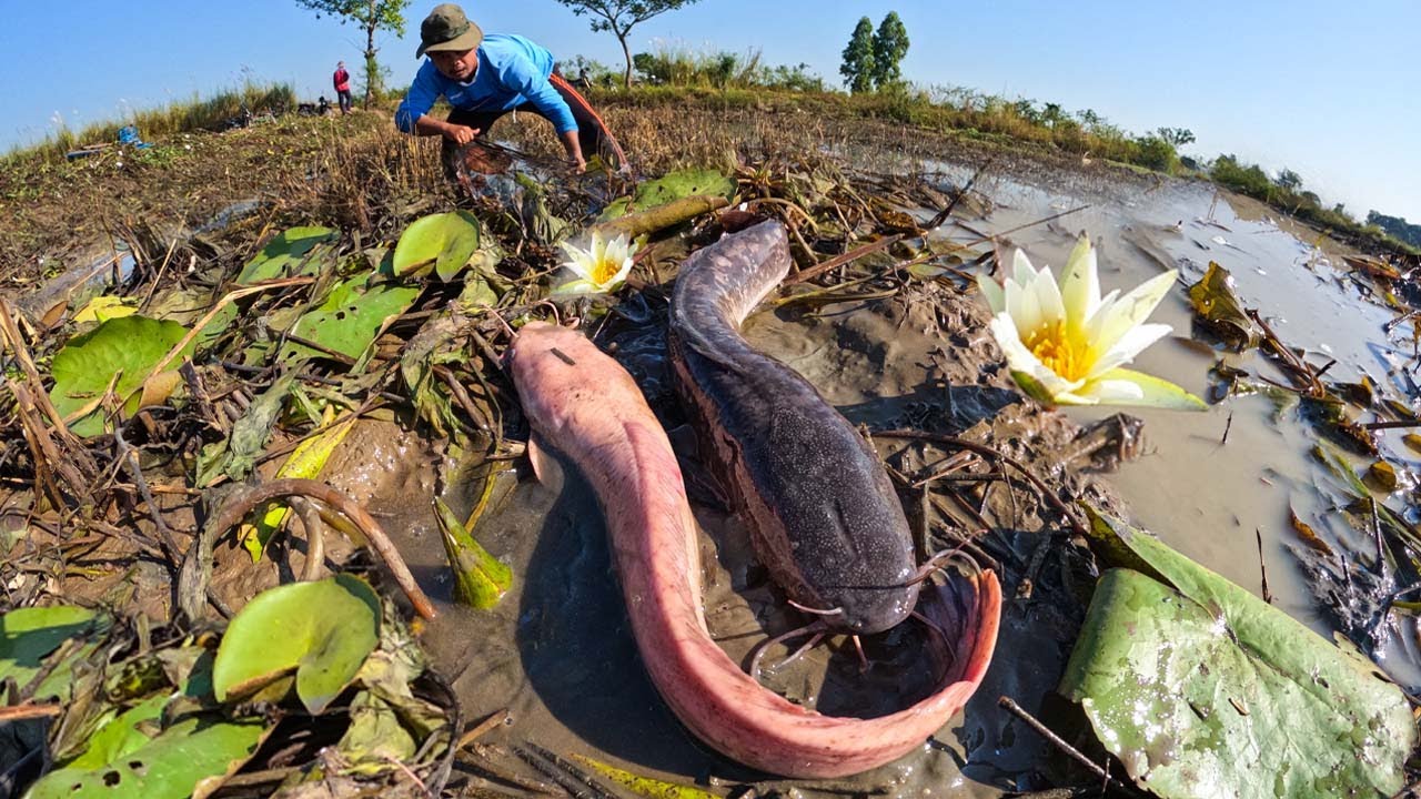 Catching fish in the rice fields after the rain brings a lot of fish.