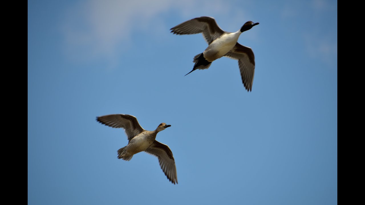 Hunting Waterfowl on Small Water